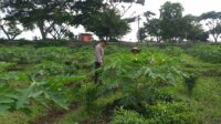 Polisi Sambangi Petani Jagaraga, Dorong Optimalisasi Lahan