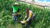 Bhabinkamtibmas Desa Bagik Polak Barat Ajak Petani Jagung Maju, Dukung Ketahanan Pangan