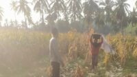 Bhabinkamtibmas Sekotong Dukung Petani Jagung, Begini Aksinya!