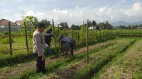 Sinergi Polisi dan Warga Kuripan: Sukseskan Program Ketahanan Pangan