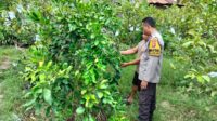 Bukan Sekadar Jaga Desa, Polisi Ini Jadi Penggerak Ketahanan Pangan