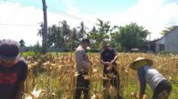 Sinergi Polri dan Petani: Bhabinkamtibmas Desa Kuripan Timur Bantu Panen Jagung Hibrida