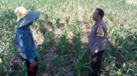 Bhabinkamtibmas Labuapi Dampingi Petani, Gencarkan Program Ketahanan Pangan di Bagik Polak Barat