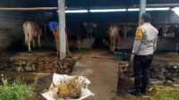 Dekatkan Diri ke Warga, Bhabinkamtibmas Dorong Usaha Ternak