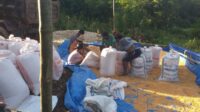 Dukungan Polri Terhadap Petani: Bhabinkamtibmas Monitoring Panen Jagung di Lombok Barat