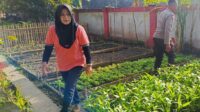 KWT Dusun Pemangket Ubah Pekarangan Jadi Kebun Sayur Produktif di Kuripan Utara