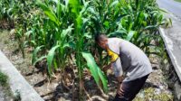 Bhabinkamtibmas Labuapi Dampingi Petani, Optimalkan Lahan Kosong untuk Ketahanan Pangan Nasional