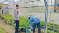 Bhabinkamtibmas Bajur Gerakkan Warga Manfaatkan Pekarangan Rumah untuk Ketahanan Pangan