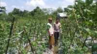 Bhabinkamtibmas Jagaraga Dorong Warga Tanam Sayur di Pekarangan Rumah