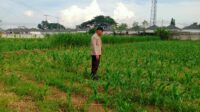 Dukung Ketahanan Pangan, Polsek Labuapi Sambangi Petani Jagung di Karang Bongkot