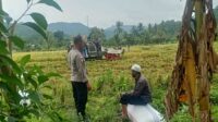Kedekatan Polisi dan Petani, Panen Jadi Nyaman