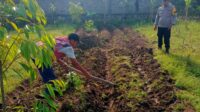 Polsek Labuapi Dukung Program Ketahanan Pangan Melalui Bhabinkamtibmas