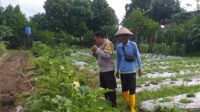Optimalisasi Lahan untuk Ketahanan Pangan: Langkah Nyata Polri di Lombok Barat