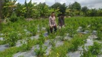 Bhabinkamtibmas Jagaraga Gencarkan Sosialisasi Ketahanan Pangan, Dorong Petani Manfaatkan Lahan