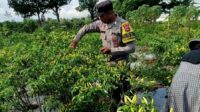 Bhabinkamtibmas Kuripan Utara Dampingi Petani Panen Cabai, Dukung Ketahanan Pangan