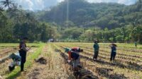 Polres Lombok Barat Dampingi Petani Jagung Desa Kebon Ayu untuk Ketahanan Pangan