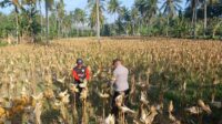 Panen Jagung di Dusun Lilin, Polsek Gerung Perkuat Sinergi dengan Petani