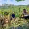 Polisi Sambangi Petani Jagung di Eyat Mayang Lembar, Dorong Ketahanan Pangan Lokal