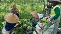 Panen Jagung Dusun Jerneng: Polsek Labuapi Dorong Swasembada Pangan Lokal