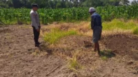 Lombok Barat, NTB – Dalam upaya konkret mendukung Program Ketahanan Pangan Nasional, Bhabinkamtibmas Desa Jagaraga, AIPTU I Gede Dodit, melaksanakan kunjungan dan dialog langsung dengan petani di Dusun Lamper. Kegiatan yang berlangsung pada hari Sabtu, 18 Oktober 2025, pukul 11.00 WITA hingga selesai, ini bertujuan mendorong pemanfaatan lahan produktif secara maksimal oleh warga binaan, baik untuk bercocok tanam maupun beternak atau perikanan. Inisiatif ini merupakan wujud nyata sinergi Polri dan masyarakat dalam menjaga ketersediaan pangan di tingkat lokal. Peran Aktif Polri dalam Mendukung Kemandirian Pangan Daerah Kunjungan Bhabinkamtibmas AIPTU I Gede Dodit di Dusun Lamper difokuskan kepada Bapak Ahmad, salah seorang petani setempat yang memiliki lahan produktif. Dalam pertemuan yang berlangsung hangat dan penuh kekeluargaan, AIPTU I Gede Dodit menyampaikan pentingnya peran aktif masyarakat, terutama para petani dan peternak, dalam menghadapi tantangan ketahanan pangan global. Ia mengajak warga untuk tidak hanya mengandalkan hasil panen utama, tetapi juga memanfaatkan pekarangan rumah atau lahan tidur untuk menanam komoditas pangan cepat panen seperti sayur-sayuran, sebagai bentuk diversifikasi dan cadangan pangan keluarga. Kapolsek Kuripan, Polres Lombok Barat, Polda NTB, Ipda I Wayan Eka Ariyana, S.H., menegaskan bahwa kegiatan ini adalah bagian dari instruksi pimpinan Polri untuk secara masif mengawal dan mendukung program pemerintah. "Peran Bhabinkamtibmas sangat strategis sebagai ujung tombak Polri di desa. Mereka tidak hanya menjaga kamtibmas, tetapi juga menjadi motivator dan penggerak ekonomi kerakyatan, khususnya di sektor pertanian. Kami terus mendorong anggota kami untuk terjun langsung, memastikan warga binaan teredukasi dan tergerak untuk memanfaatkan setiap jengkal lahan yang ada," ujar Ipda I Wayan Eka Ariyana, S.H. Menggali Potensi Lokal Melalui Pemanfaatan Lahan Produktif Inti dari kunjungan tersebut adalah memotivasi Bapak Ahmad dan warga lainnya agar lebih optimal dalam memanfaatkan lahan. AIPTU I Gede Dodit memberikan pemahaman bahwa ketahanan pangan dimulai dari tingkat rumah tangga dan desa. Dengan menanam sayur-sayuran di lahan milik sendiri, warga dapat mengurangi ketergantungan pada pasar, memastikan ketersediaan pangan yang sehat, sekaligus berpotensi meningkatkan pendapatan keluarga. "Saya berdialog dengan Bapak Ahmad, menjelaskan bahwa program ketahanan pangan ini bukan hanya tanggung jawab pemerintah semata, melainkan tanggung jawab kita bersama. Dengan memanfaatkan lahan seoptimal mungkin, kita tidak hanya menjamin ketersediaan pangan keluarga, tapi juga ikut berkontribusi pada ketahanan pangan nasional," kata AIPTU I Gede Dodit. Ia menambahkan, pihaknya siap membantu memfasilitasi komunikasi dengan instansi terkait jika warga membutuhkan bimbingan teknis lebih lanjut mengenai pertanian atau peternakan. Sambutan Positif Warga dan Komitmen Mendukung Program Pemerintah Sambutan dari Bapak Ahmad, petani yang menjadi sasaran kunjungan, menunjukkan antusiasme tinggi terhadap inisiatif ini. Bapak Ahmad menyatakan kesediaannya untuk mendukung program pemerintah dengan mulai menanam berbagai jenis sayur-sayuran di tanah miliknya yang terletak di Dusun Lamper, Desa Jagaraga. "Kami menyambut baik kunjungan dari Bapak Bhabinkamtibmas. Ini sangat memotivasi kami para petani. Kami siap mendukung program ketahanan pangan ini. Kebetulan kami punya lahan, dan arahan dari Bapak Dodit untuk menanam sayur-sayuran sangat masuk akal untuk cadangan pangan keluarga kami. Kami akan segera memulainya," tutur Bapak Ahmad dengan semangat. Hasil dari kegiatan ini tidak hanya terhenti pada komitmen menanam sayuran, tetapi juga berhasil menjalin dan memperkuat tali silaturahmi serta komunikasi yang baik antara Polri dan warga binaan. Komunikasi yang intensif dan berkelanjutan seperti ini sangat penting untuk memastikan program-program pemerintah dapat berjalan lancar dan tepat sasaran di tingkat desa. Secara keseluruhan, kegiatan Bhabinkamtibmas Desa Jagaraga AIPTU I Gede Dodit di Dusun Lamper ini berjalan lancar. Situasi di lokasi terpantau aman dan kondusif, mencerminkan sinergi yang harmonis antara aparat keamanan dan masyarakat. Upaya ini menjadi salah satu pilar penting dalam mewujudkan kemandirian pangan yang berkelanjutan di wilayah Kabupaten Lombok Barat, sekaligus mengukuhkan citra Polri sebagai pengayom dan mitra produktif bagi masyarakat. Keberhasilan ini diharapkan dapat menjadi contoh inspiratif bagi desa-desa lain untuk turut serta aktif dalam program penguatan ketahanan pangan nasional.