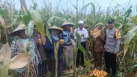WhatsApp Image 2025-10-29 at 12.09.49 Panen Jagung di Babussalam, Polri Jadi Sahabat Petani Lombok Barat