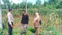 WhatsApp Image 2025-11-04 at 11.02.59 Bhabinkamtibmas Kediri Lobar dan PPL Tinjau Panen Jagung, Jaga Kestabilan Pangan Desa