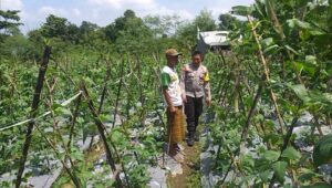 Benteng Pangan Mikro: Bhabinkamtibmas Motivasi Warga Lombok Barat Garap Lahan Produktif